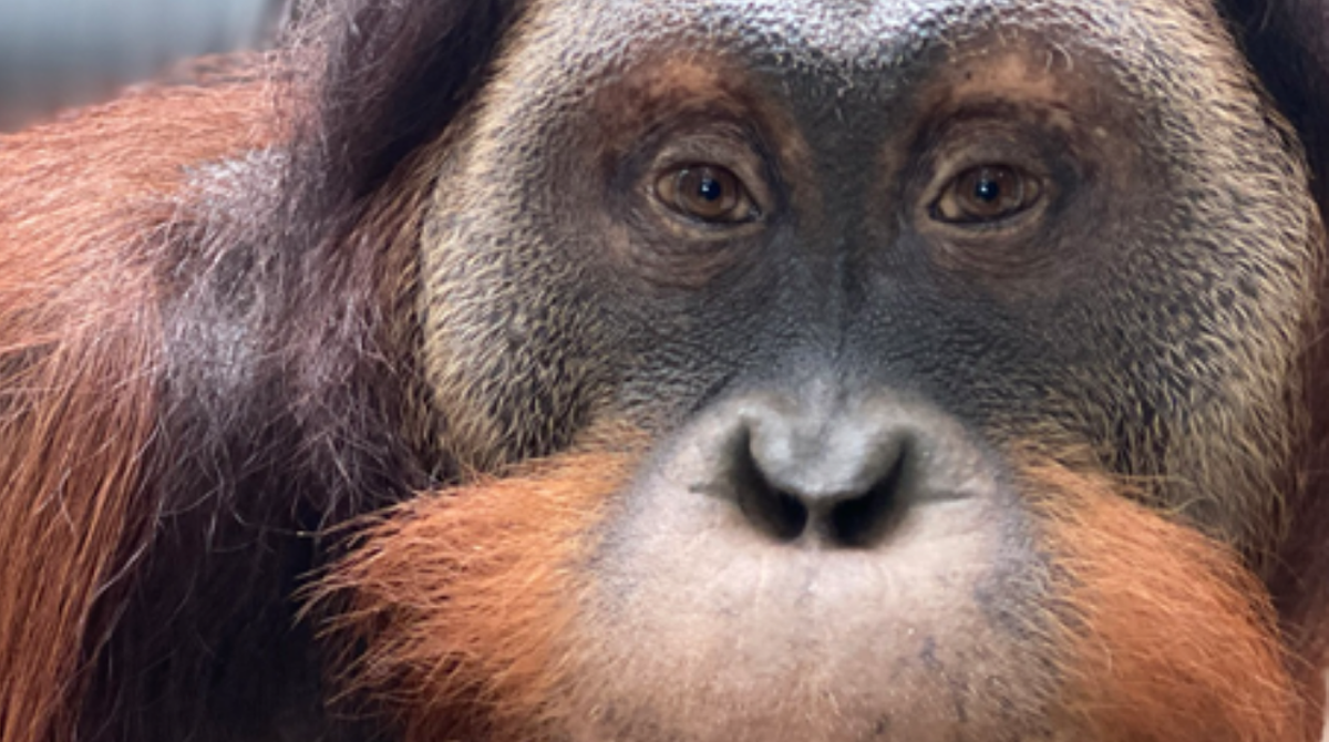 ape-1