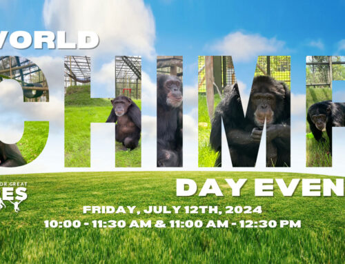 Chimp Day Event at the Sanctuary