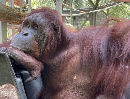 Meet Our Orangutan Radcliffe